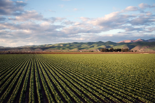 Controlli su aziende agricole, sospese quattro attività imprenditoriali